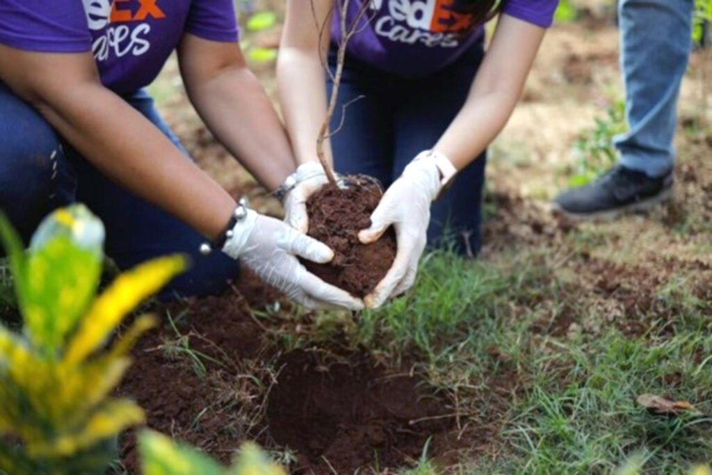 FedEx Express Tree plantation