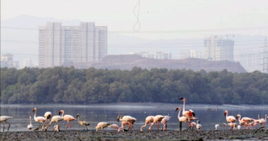 Amazon Invests Mumbai Flamingo Habitat