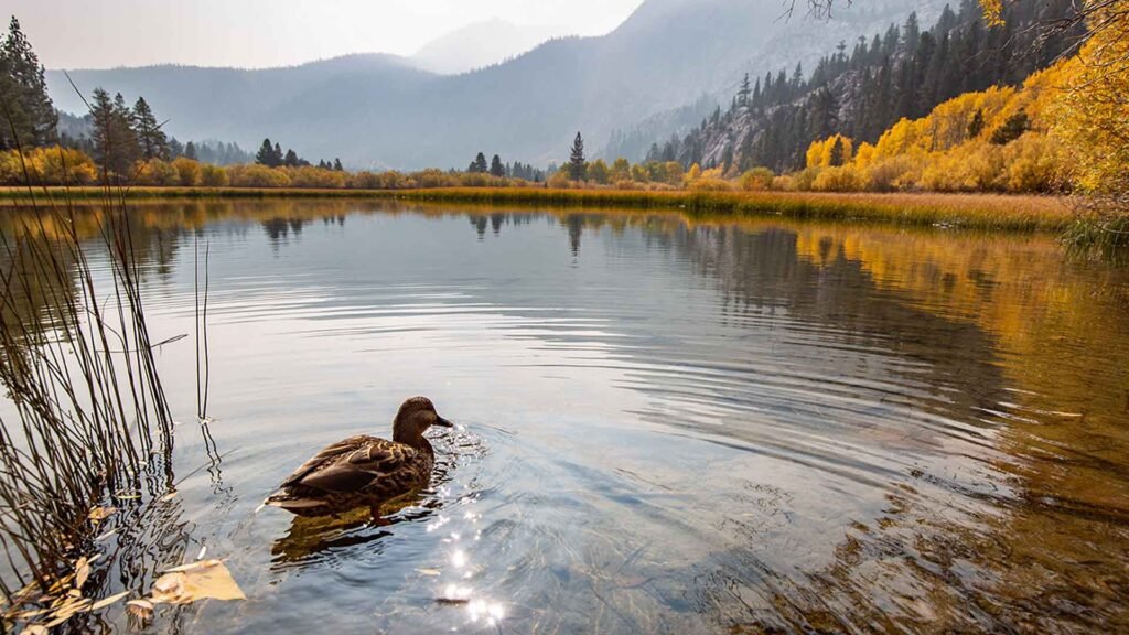 Mammoth Lakes Tourism
