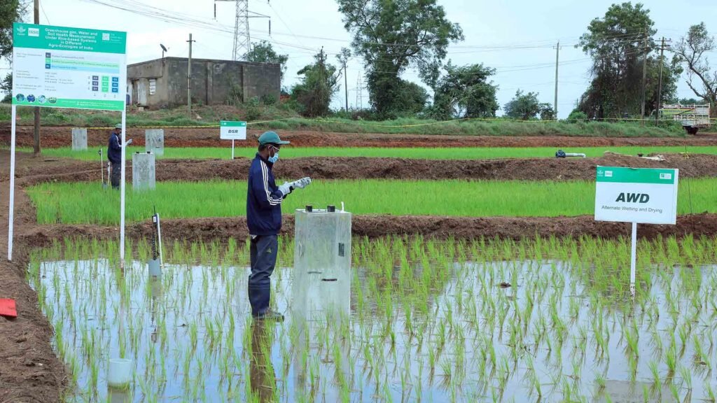 The Good Rice Alliance Receives Top Quartile Ex Ante Rating