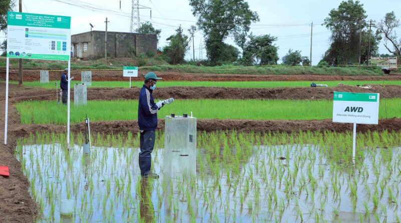 The Good Rice Alliance Receives Top Quartile Ex Ante Rating